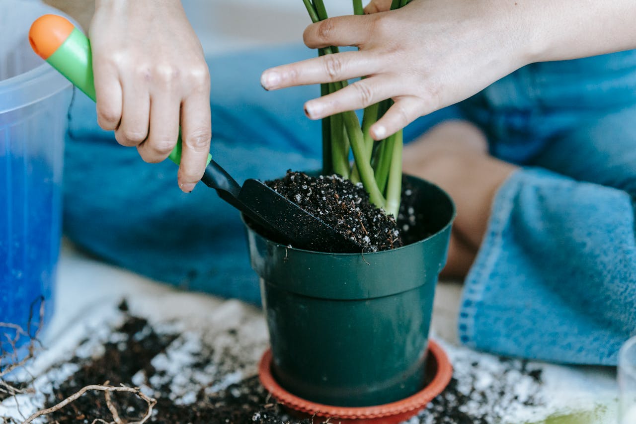 Gardener with spade cultivating plant in pot