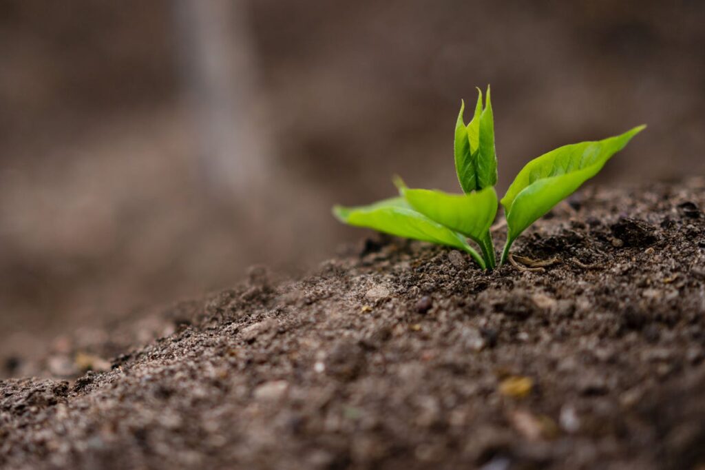 Small sprout growing in soil in nature